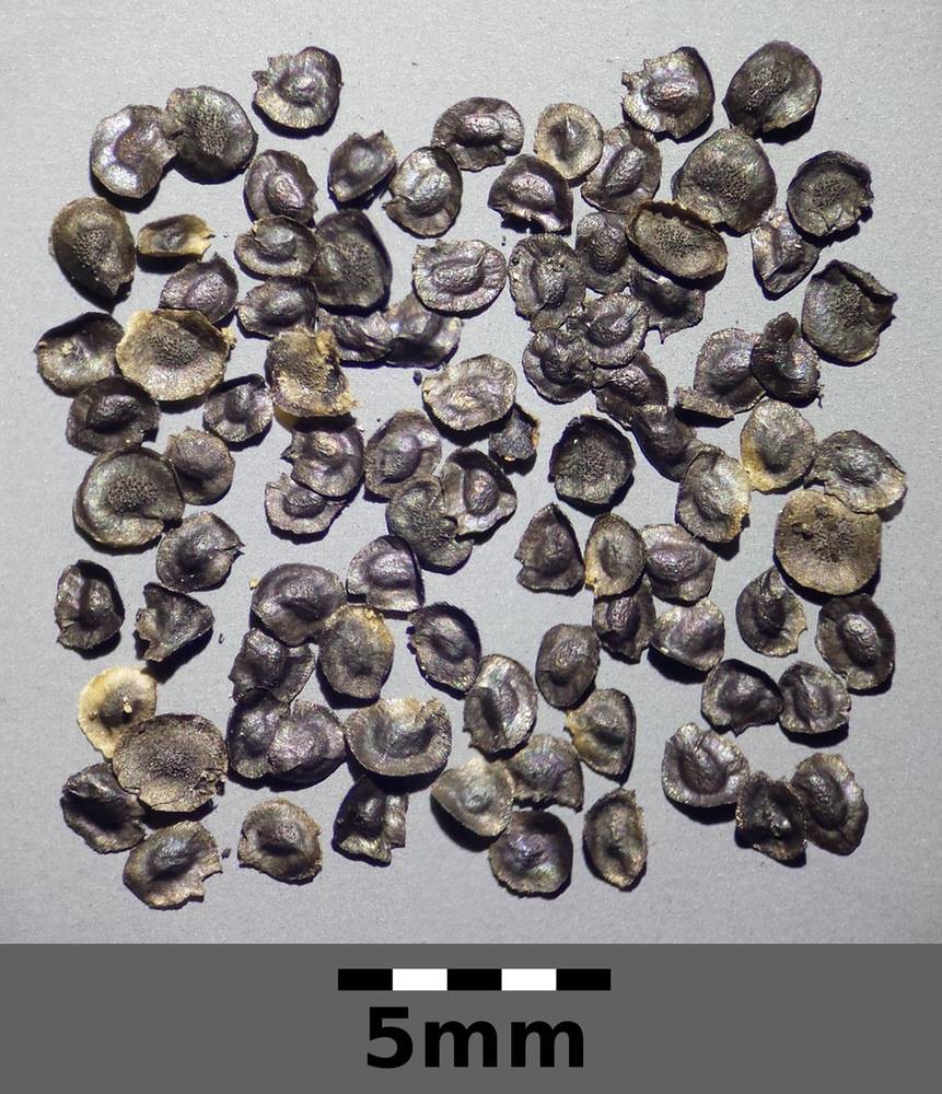 Linaria vulgaris seeds by Stefan.lefnaer is licensed under CC BY-SA 4.0